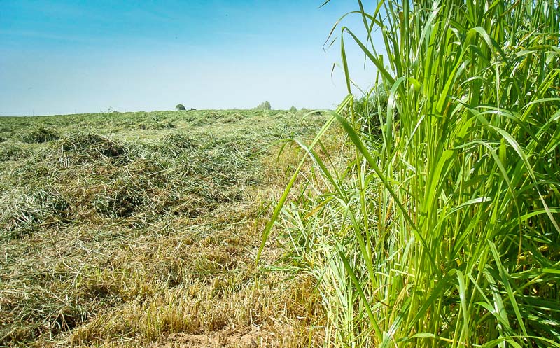 ray_grass_italien_1 - Illustration Le point sur LES « ray-grass »