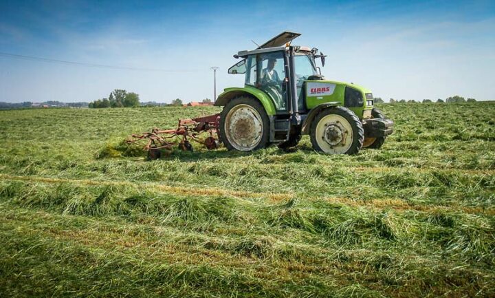 Ray Grass Italien