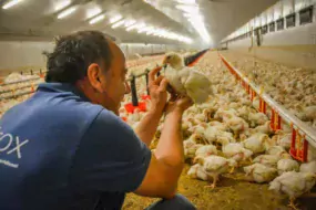Le nombre d’animaux présents dans des fermes ne laisse plus de temps à l’éleveur de poser son regard sur l’animal individuel.