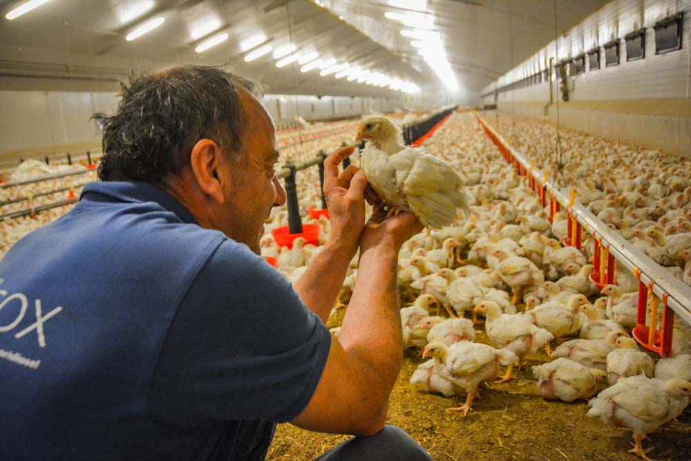Le nombre d’animaux présents dans des fermes ne laisse plus de temps à l’éleveur de poser son regard sur l’animal individuel. - Illustration Relation homme-animal : le temps de la déliaison ?