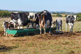 Les vaches nourrices avec les veaux.