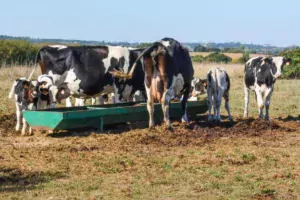 Les vaches nourrices avec les veaux.