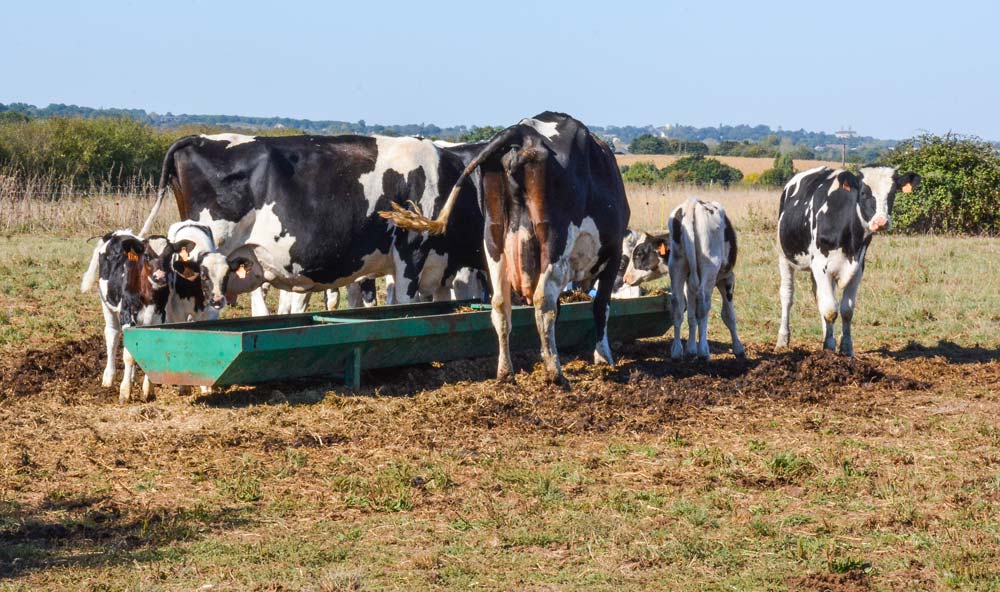 Les vaches nourrices avec les veaux. - Illustration De plus de 12000 kg à 7500 kg par vache