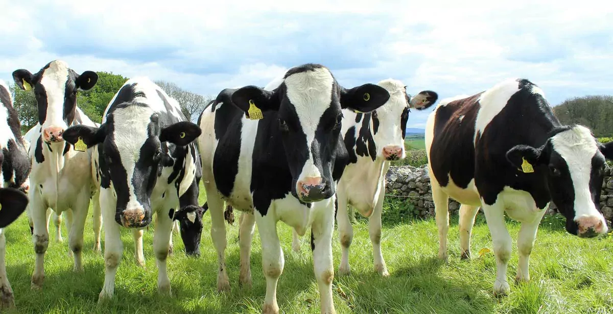 vaches_holstein - Illustration Les clés du succès de la production laitière biologique