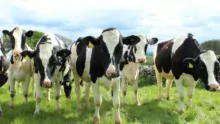 vaches_holstein