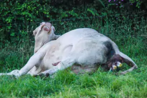 Généralement, la vache met bas seule, mais en cas de problème, il faut pouvoir intervenir au bon moment.