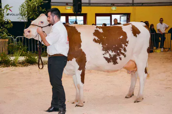 Violette, championne adulte, a produit 7 775 litres à 36,4 de TB et 33,5 de TA en 2e lactation.