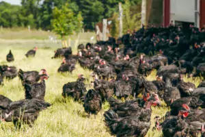 La filière poulet de chair label connaît un fort développement depuis quelques années. Les surfaces en bâtiment ont augmenté de 24 % entre 2016 et 2018.