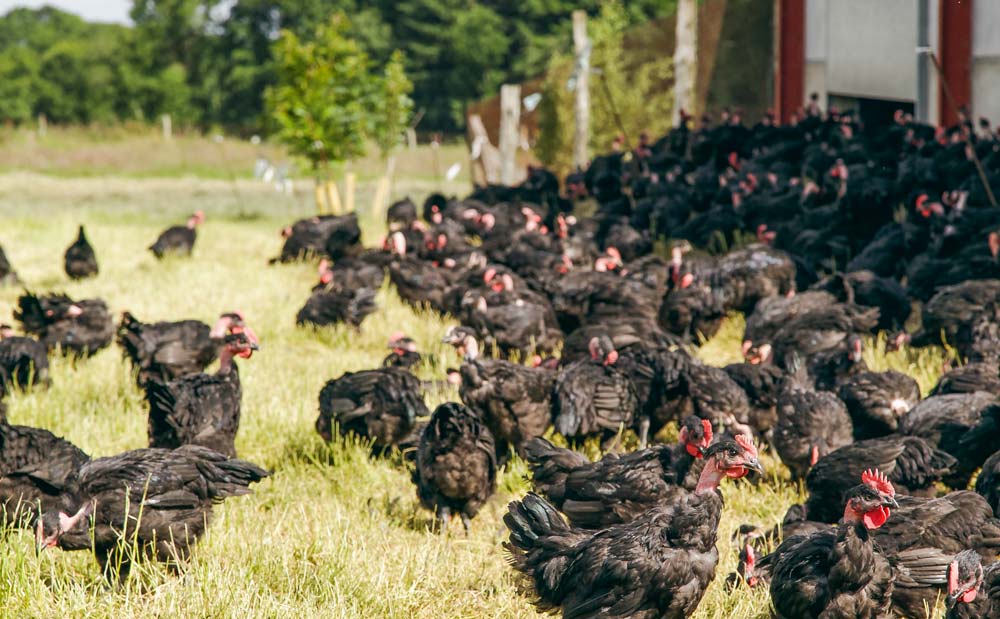 La filière poulet de chair label connaît un fort développement depuis quelques années. Les surfaces en bâtiment ont augmenté de 24 % entre 2016 et 2018. - Illustration Conjoncture défavorable pour le poulet de chair label