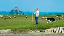 Yannick Frain, éleveur à Roz-sur-Couesnon, président de l’ODG « Présalés du Mont-Saint-Michel », amenant son troupeau dans les herbus.