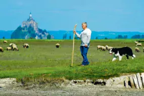 Yannick Frain, éleveur à Roz-sur-Couesnon, président de l’ODG « Présalés du Mont-Saint-Michel », amenant son troupeau dans les herbus.