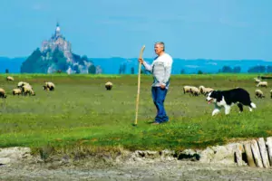 Yannick Frain, éleveur à Roz-sur-Couesnon, président de l’ODG « Présalés du Mont-Saint-Michel », amenant son troupeau dans les herbus.