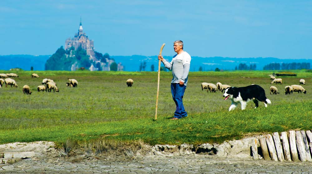Yannick Frain, éleveur à Roz-sur-Couesnon, président de l’ODG « Présalés du Mont-Saint-Michel », amenant son troupeau dans les herbus. - Illustration « L’agneau de pré-salé, un atout pour le territoire »