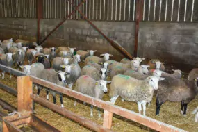 Arrivage fin septembre d’un lot de 80 agnelles, nées en mai, chez un sélectionneur de Romanes en Ille-et-Vilaine, pour assurer 80 % du renouvellement de l’atelier ovin de Mickaël Evain (44).