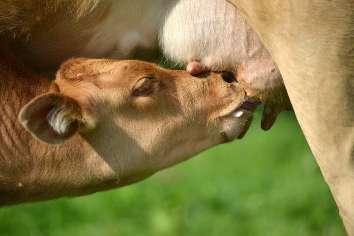 La Froment du Léon est une des quatre races bovines bretonnes suivies par la fédération.  