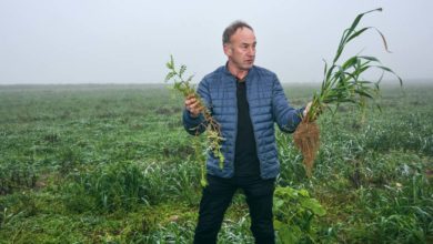 Photo of Un couvert économique et facile à semer