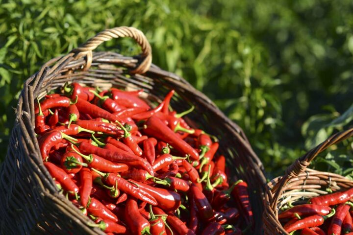 Peu de fleurs, mais de pleins paniers de piment rouge. Anne-Sophie a su valoriser son safran avec ses propres recettes, mais aussi diversifier sa production : miel, jus de pomme, piment.