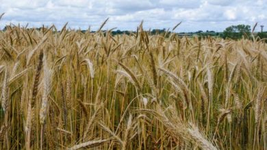 Photo of Le marché mondial du bio en passe d’atteindre les 100 milliards d’euros