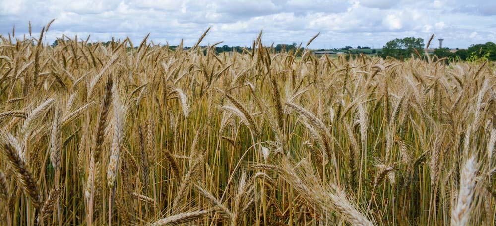 cereales-bio - Illustration Bio : les surfaces en croissance de 13% en 2019, atteignant à 2,3 Mha