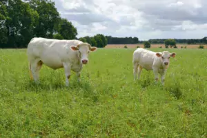 Un marché encombré par la sécheresse et des consommateurs toujours plus attirés par le haché génèrent une forte tension sur les prix des bovins.