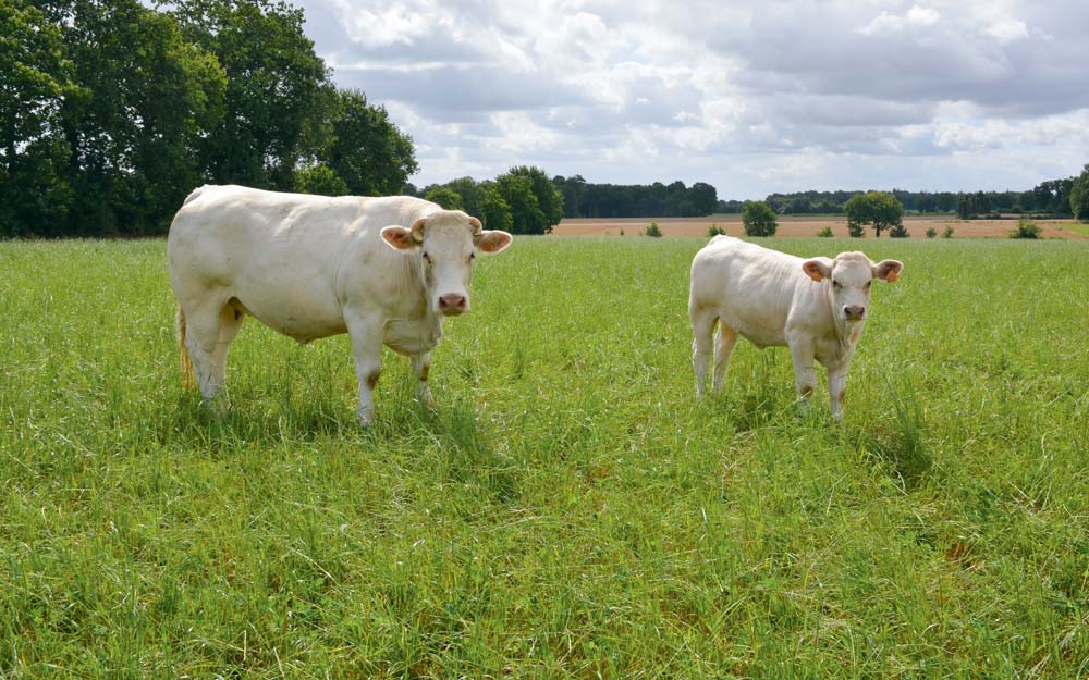 Un marché encombré par la sécheresse et des consommateurs toujours plus attirés par le haché génèrent une forte tension sur les prix des bovins. - Illustration Marasme économique en viande bovine