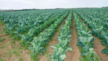 Les plants produits sur la ferme, ici à gauche, couvrent plus rapidement que les choux fleurs de mini-motte, à droite.