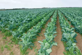 Les plants produits sur la ferme, ici à gauche, couvrent plus rapidement que les choux fleurs de mini-motte, à droite.