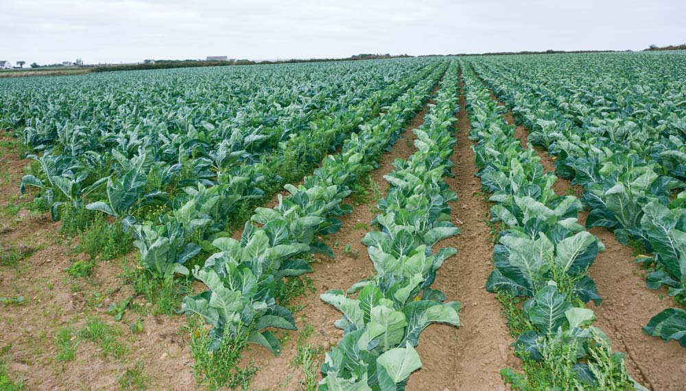 Les plants produits sur la ferme, ici à gauche, couvrent plus rapidement que les choux fleurs de mini-motte, à droite. - Illustration Une pépinière sur l’exploitation pour des plants plus couvrants