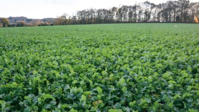 Photo of Colza : Peser la biomasse verte en entrée hiver