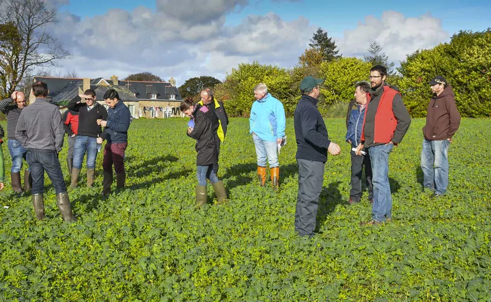 Une quinzaine d'agriculteurs ont visité la parcelle d'essai de David Christien (en rouge), mardi 13 novembre. La visite était organisée par le Gab et par Lorient Agglomération (BV du Scorff). - Illustration Le colza s’essaie à la bio