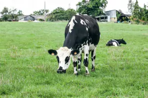 Le croisement Holstein x Normande a notamment été étudié.