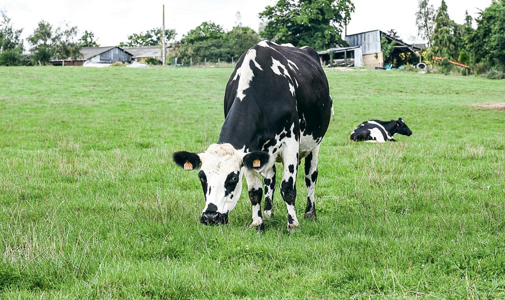 Le croisement Holstein x Normande a notamment été étudié. - Illustration Des clés pour choisir sa ou ses races