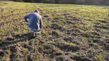 Les parcelles de céréales semées fin octobre sont labourées par les sangliers qui reviennent régulièrement causer de nouveaux dégâts.