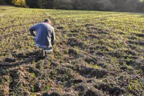 Les parcelles de céréales semées fin octobre sont labourées par les sangliers qui reviennent régulièrement causer de nouveaux dégâts.