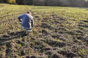 Les parcelles de céréales semées fin octobre sont labourées par les sangliers qui reviennent régulièrement causer de nouveaux dégâts.