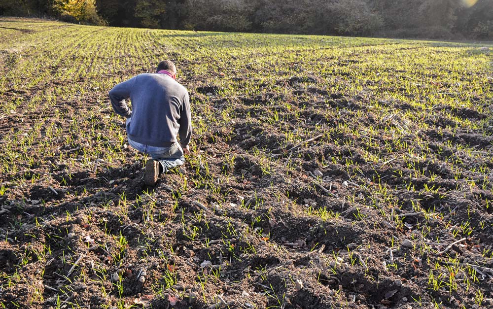 Les parcelles de céréales semées fin octobre sont labourées par les sangliers qui reviennent régulièrement causer de nouveaux dégâts. - Illustration Des dégâts de sangliers après semis de céréales