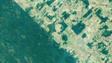 Photo of L’agriculture est “l’un des principaux moteurs” du déclin de la biodiversité, selon WWF