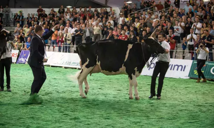 Du Bon Vent Janna Cama (Aftershock x Goldwyn x Stormatic Atacama ), s’est démarquée en septembre au Space à Rennes et en octobre au Régional Prim’Holstein au Salon Ohh la vache à Pontivy : 1re de classe Meilleure mamelle jeune Championne jeune et Grande Championne.