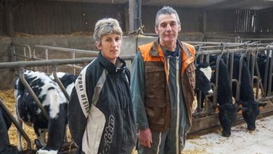 Photo of Rigueur sanitaire et alimentaire pour les génisses