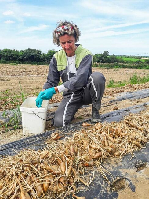 Prélèvement de bulbes d’échalotes en production de plants avant récolte dans le cadre de la certification.