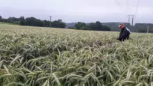 Elle s’appuie sur l’expérience de ses collègues experts au Gnis, comme ici Éric Clabecq, dans un champ de triticale, pour se former au quotidien.