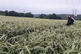 Elle s’appuie sur l’expérience de ses collègues experts au Gnis, comme ici Éric Clabecq, dans un champ de triticale, pour se former au quotidien.