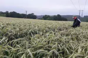 Elle s’appuie sur l’expérience de ses collègues experts au Gnis, comme ici Éric Clabecq, dans un champ de triticale, pour se former au quotidien.