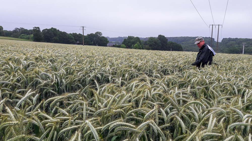 Elle s’appuie sur l’expérience de ses collègues experts au Gnis, comme ici Éric Clabecq, dans un champ de triticale, pour se former au quotidien. - Illustration D’agriculteur à inspecteur au Gnis…