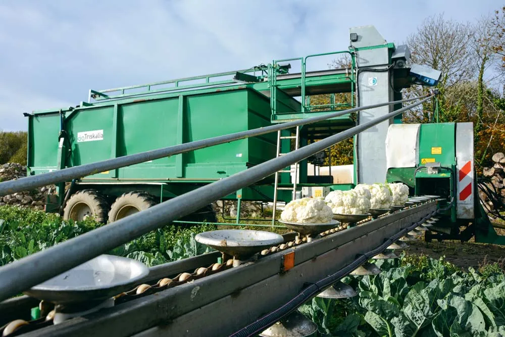 Triskalia dispose de cinq engins de récolte capables d’étrogner au champ. Deux autres machines augmenteront cette capacité d’ici à l’année prochaine. - Illustration La fleurette est façonnée au champ