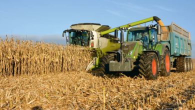 Photo of Maïs grain : Une culture de vente plus rentable