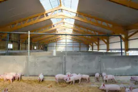 Le bâtiment est large de 12 mètres entre les poteaux (sans la courette extérieure). Une trentaine de porcs sont élevés par case.