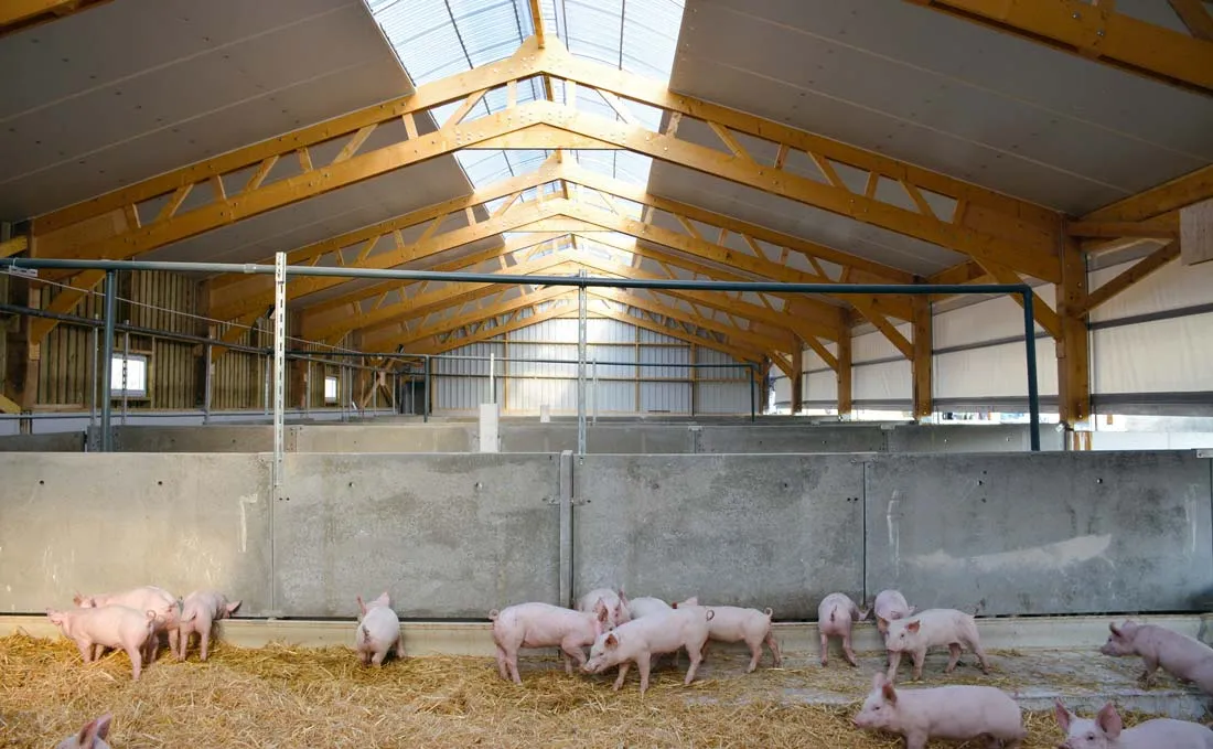 Le bâtiment est large de 12 mètres entre les poteaux (sans la courette extérieure). Une trentaine de porcs sont élevés par case. - Illustration La clarté entre dans les porcheries