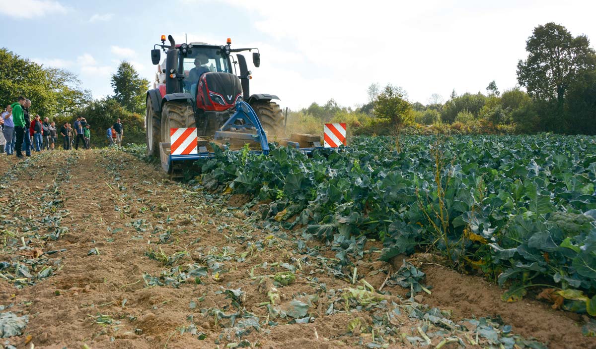 recolte-legume - Illustration Des dents et des idées pour désherber des légumes