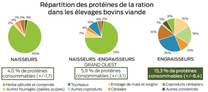 repartition-proteines-ration-viande-bovine